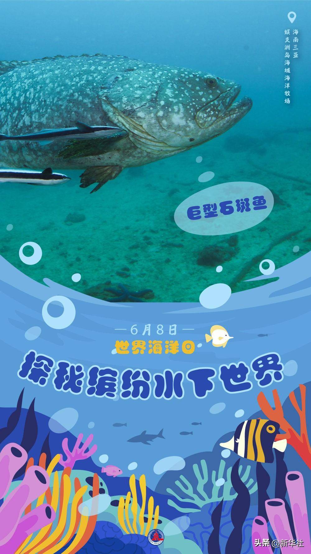 一组海报，带你探秘缤纷水下世界                