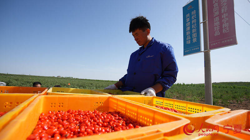 “行进中国”调研行·活力宁夏丨火红的枸杞 红火的日子  第4张