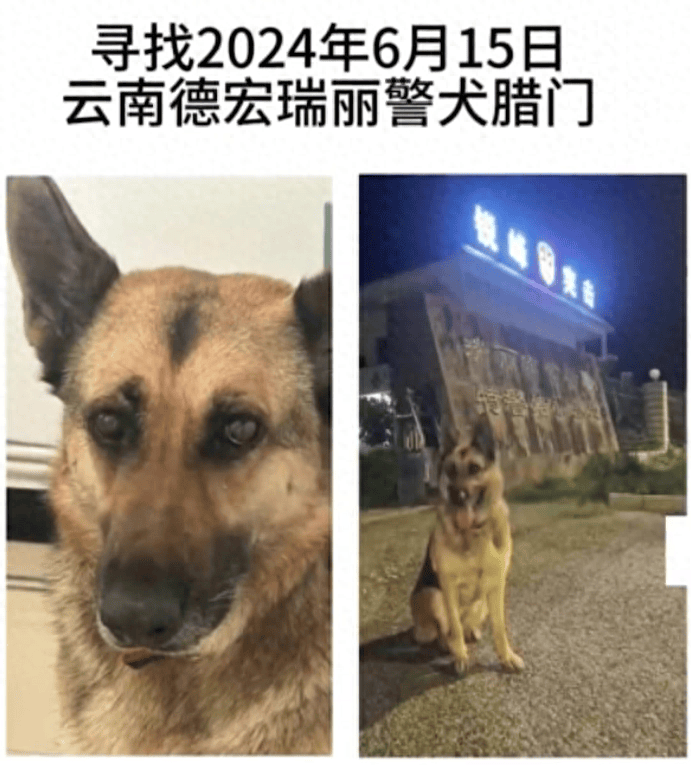 云南瑞丽一则寻狗启事称“警犬被偷”，当事人回应：已找到  第1张