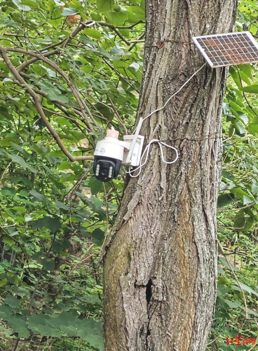 探访金堂舒家湾黑熊出没地：偷食留下一地鸡毛，当地发布提醒  第1张