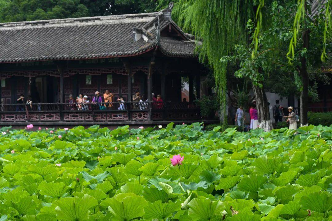 夏至和浪漫一起来了！就在这里……                