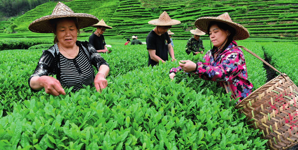 瞭望·治国理政纪事｜统筹做好“茶文章”  第4张