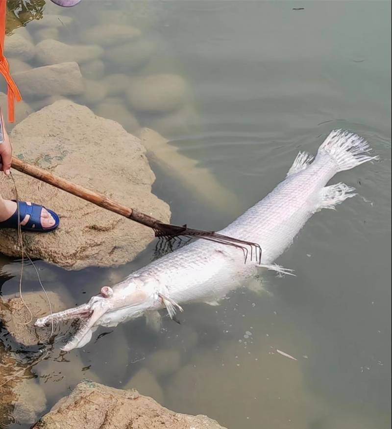 重庆铜梁玄天湖出现入侵物种鳄雀鳝！当地称被发现时已死亡                