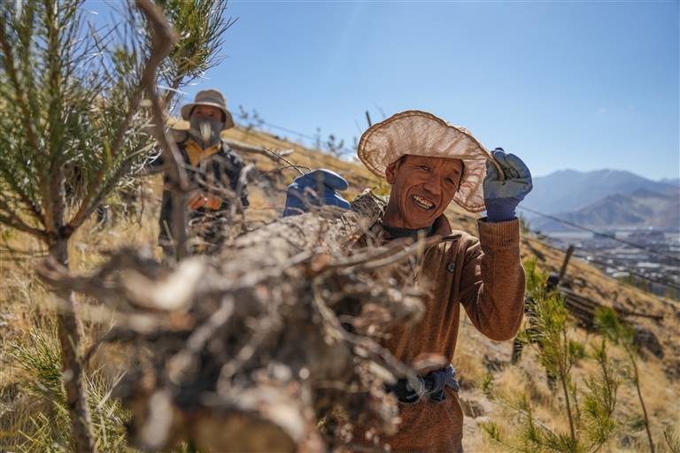 西藏持续推进拉萨南北山绿化：植此青绿织锦绣                