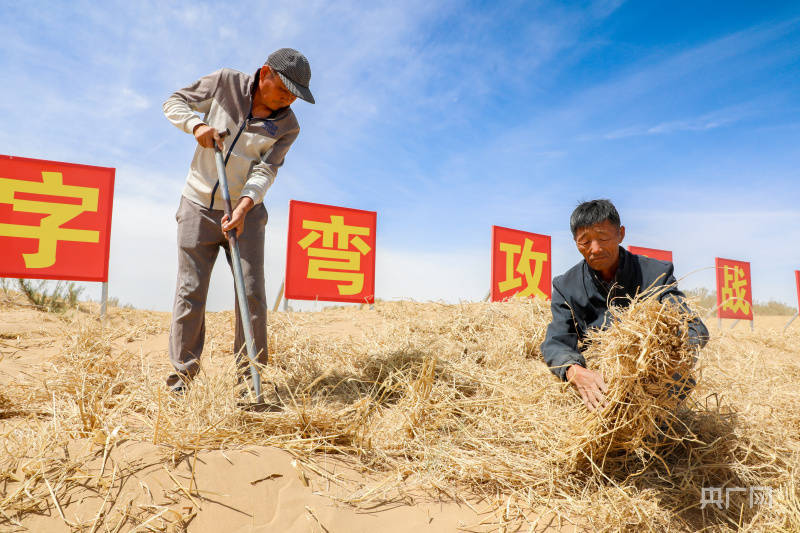 【万千气象看中国·北疆绿潮奔涌】有一种治沙叫“磴口模式”  第4张