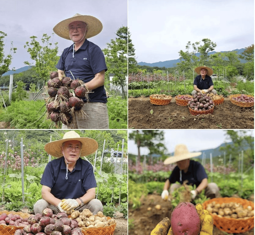 检方宣布对文在寅夫人启动调查同天，韩媒：文在寅晒劳作照片，“显得非常平静”                