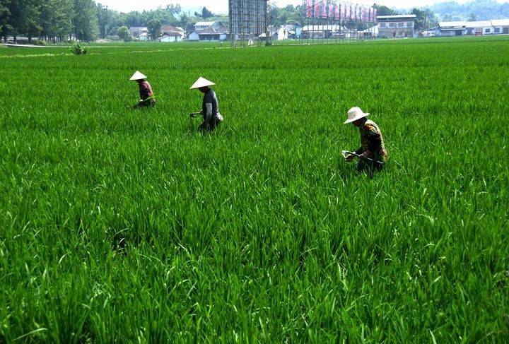 更好扛起粮食生产的重任——“天府粮仓”新实践扫描                