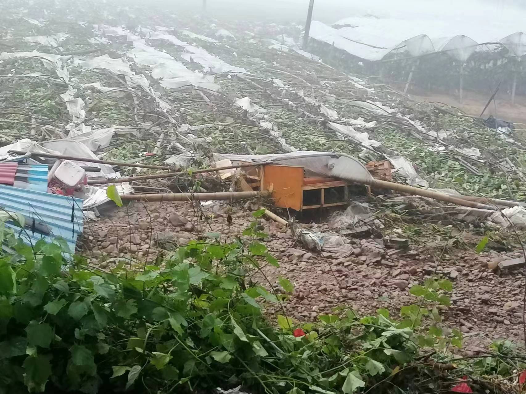 桂林暴雨侵袭“葡萄之乡”：数百亩果园被淹，有人损失近30万元                