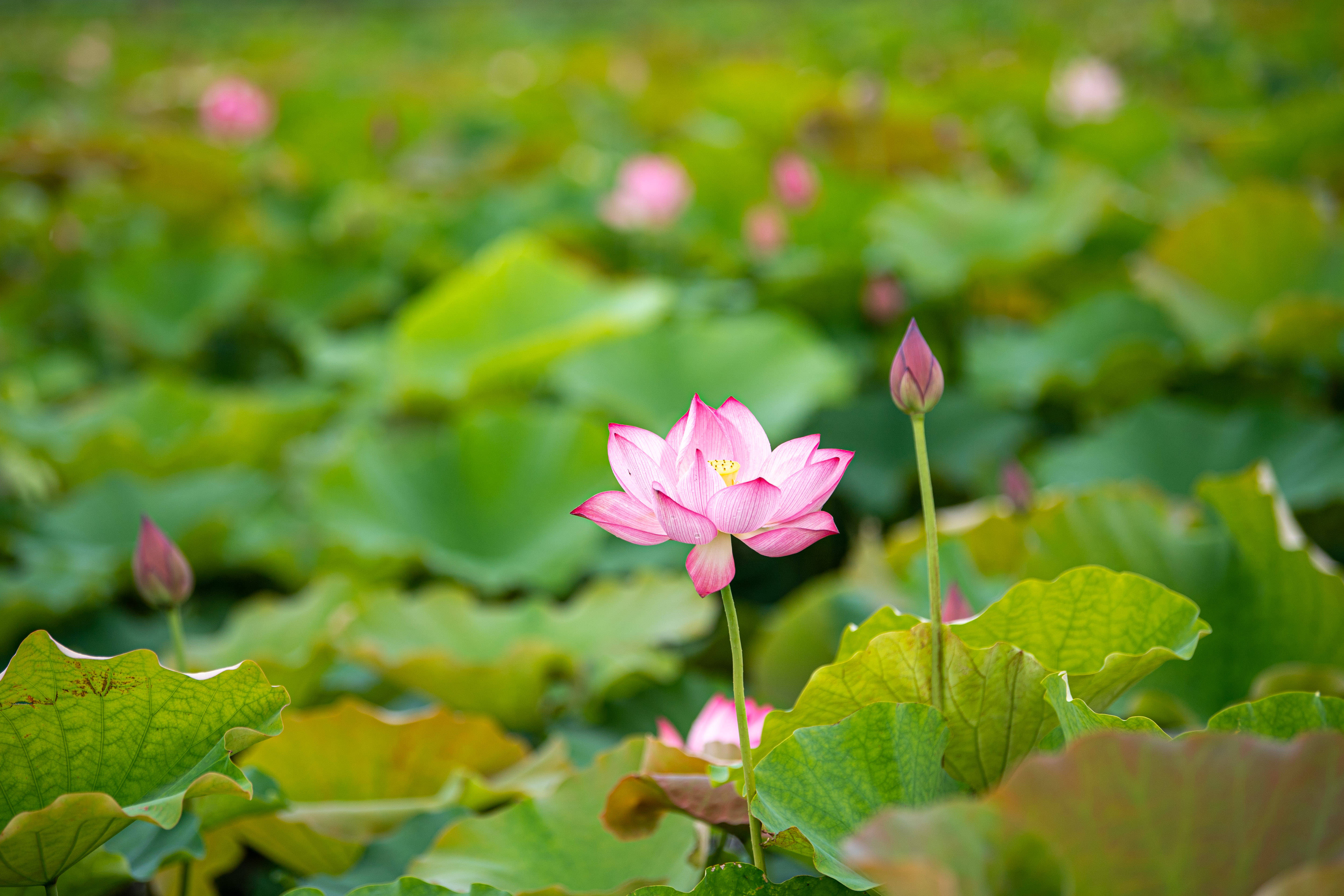 文化中国行·诗意节令｜夏至：昼晷已云极 宵漏自此长  第1张