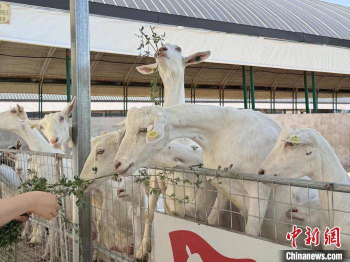 （高质量发展调研行）一杯羊乳中的“生态密码”：中国羊乳之都如何打造立体生态循环体系？  第1张